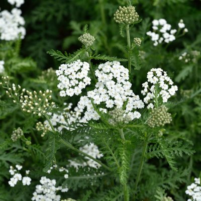 Achillea millefolium Schneetaler