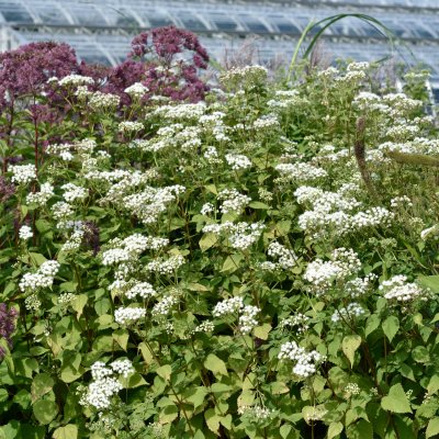 Ageratina altissima Braunlaub