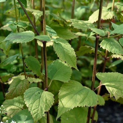Ageratina altissima Braunlaub