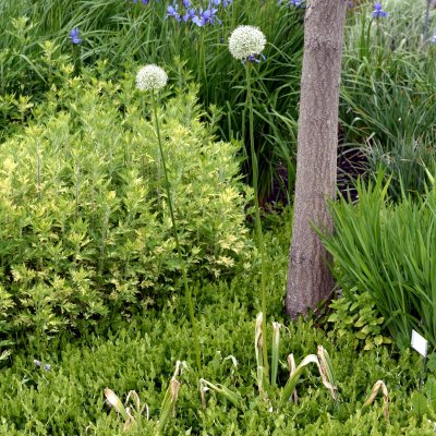 Allium Mont Blanc, Jättelök