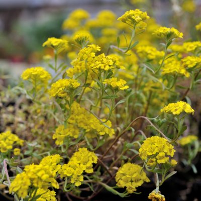 Alyssum montanum Berggold