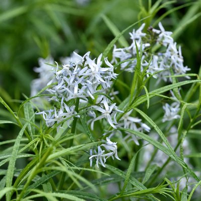 Amsonia hubrichtii