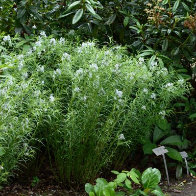Amsonia hubrichtii