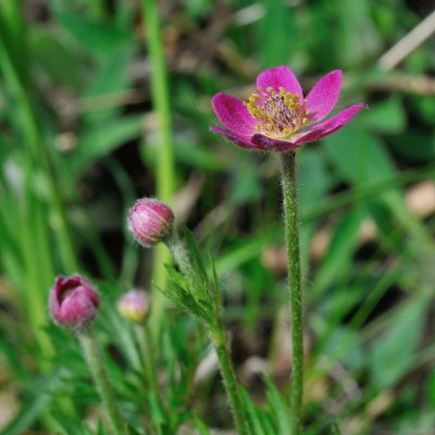 Anemone multifida Rubra, Flikanemon, C11cm