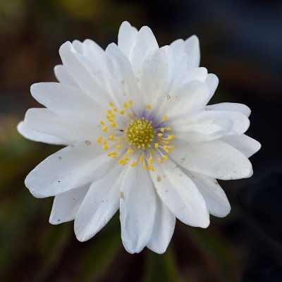 Anemone nemorosa Blue Eyes, Vitsippa, P9cm
