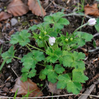 Anemone rivularis