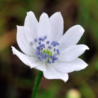Anemone rivularis