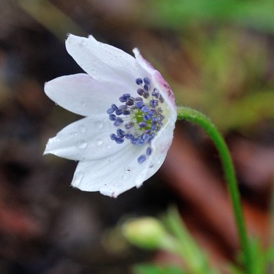 Anemone rivularis