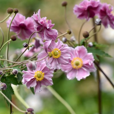 Anemone tomentosa Septemberglanz