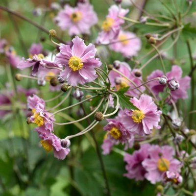 Anemone tomentosa Septemberglanz