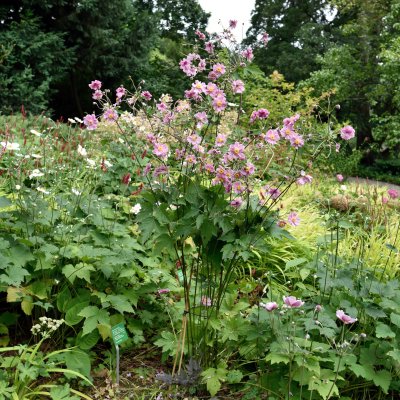 Anemone tomentosa Septemberglanz