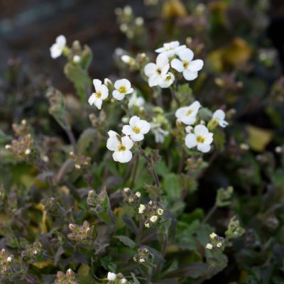 Arabis caucasica Snow Cap, Fjälltrav