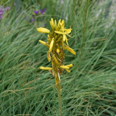 Asphodeline lutea, Junkerlilja, P9cm
