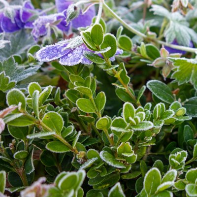 Buxus microphylla Faulkner, Buxbom