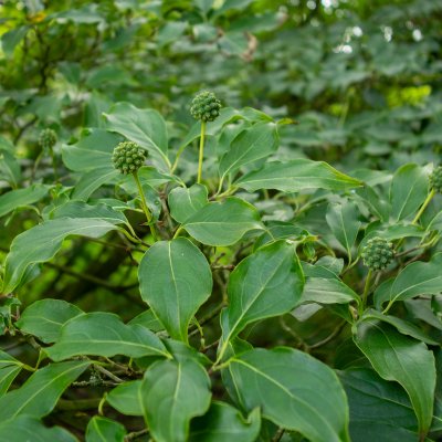 Cornus kousa Weisse Fontäne, Koreansk Blomsterkornell, 50-60 C5