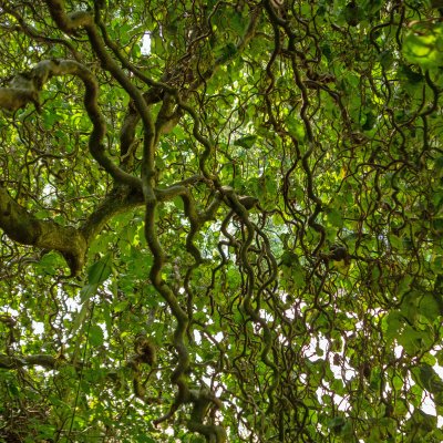 Corylus avellana Contorta, Ormhassel