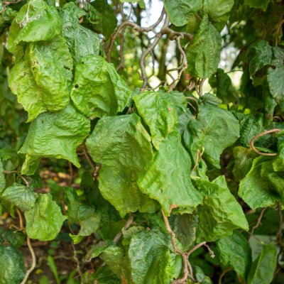Corylus avellana Contorta, Ormhassel