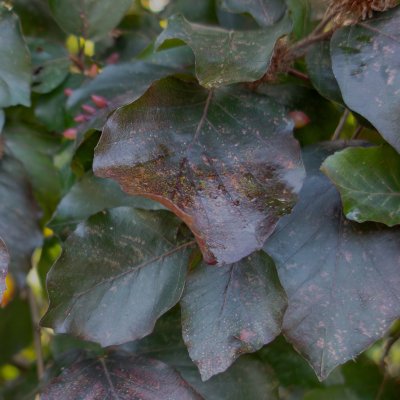 Fagus sylvatica Purpurbladig