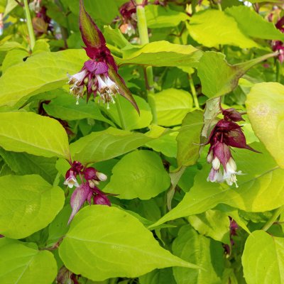 Leycesteria formosa Golden Lanterns ®