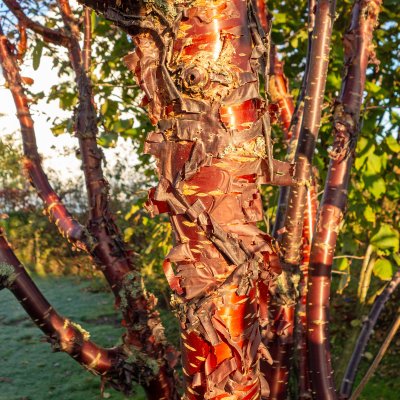 Prunus eminens Umbraculifera, Klotkörsbär serrula stam, 200 serrula stam C15