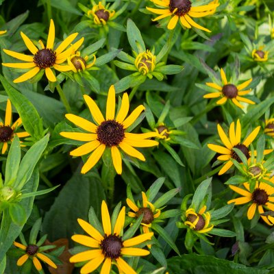 Rudbeckia fulgida Little Goldstar ®, Strålrudbeckia