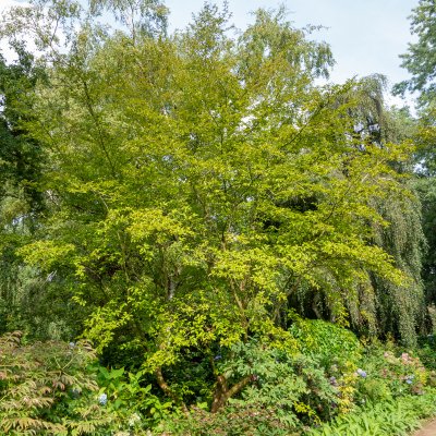 Stewartia pseudocamellia, Japansk Skenkamelia