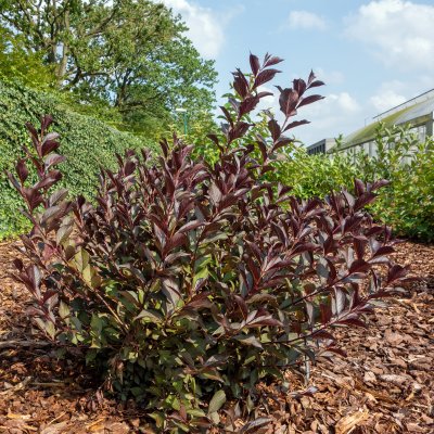 Weigela florida Alexandra ® (Wine and Roses), Rosenprakttry