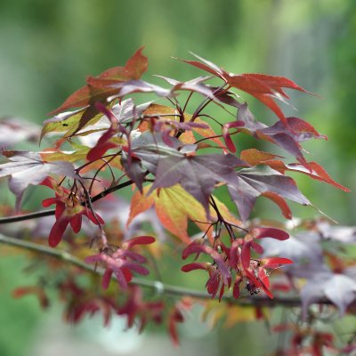 Acer palmatum Atropurpureum, Japansk Blodlönn