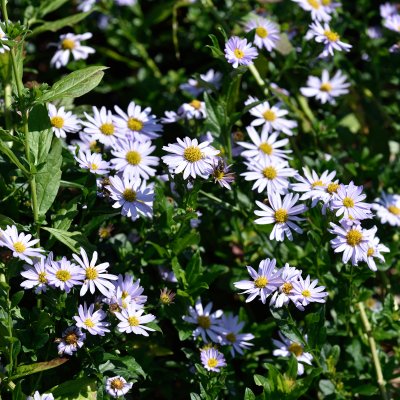 Aster incisus Blue Star