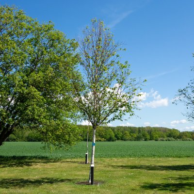 Betula albosinensis, Kopparbjörk