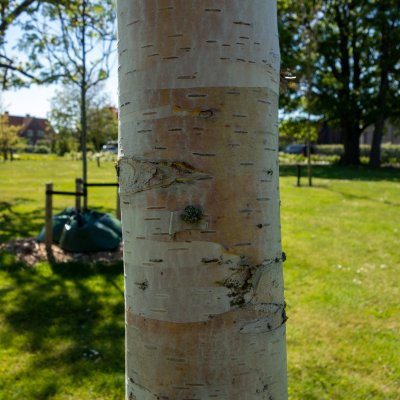Betula albosinensis, Kopparbjörk
