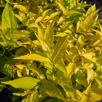 Diervilla rivularis Honeybee ®, Getris