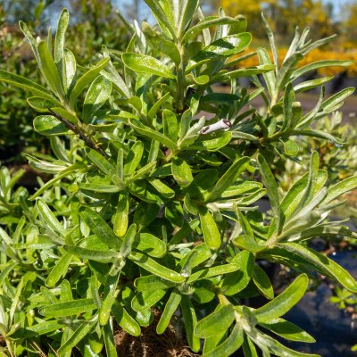 Hippophae rhamnoides Hillevi ®, Havtorn, busk C3,5