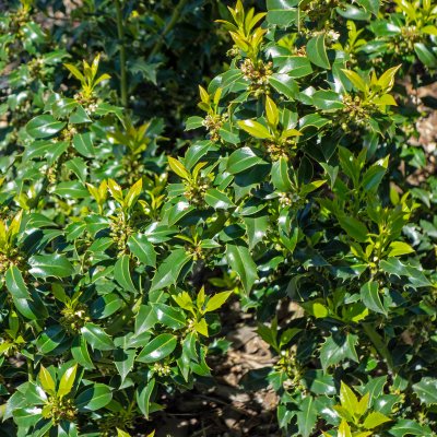 Ilex crenata Dark Green ®, Japansk Järnek
