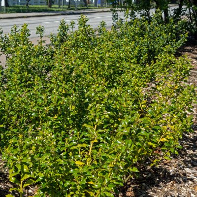 Ilex crenata Dark Green ®, Japansk Järnek