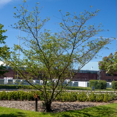 Prunus Accolade