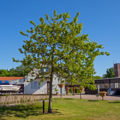 Quercus petraea Fk Agder