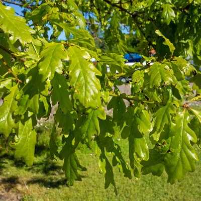 Quercus petraea Fk Agder