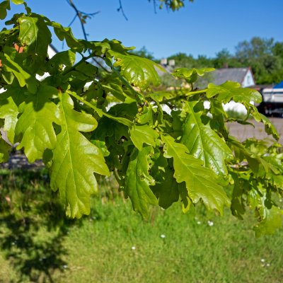 Quercus petraea Fk Agder