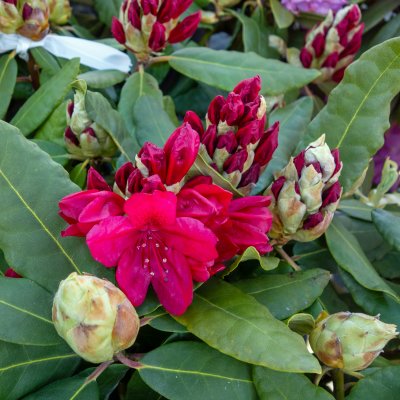 Rhododendron cataw. Feuerschein (Hachmann´s Feuerschein), Rododendron, 30-40 C3