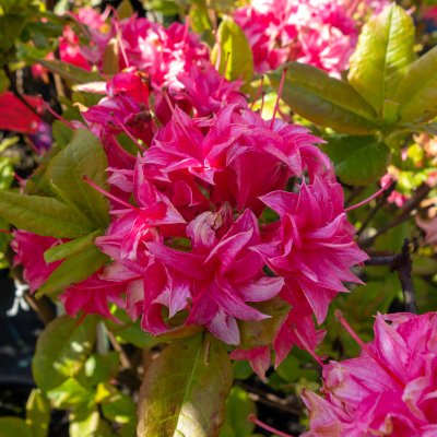 Rhododendron Knap Hill Homebush, Azalea, 40-50 C5