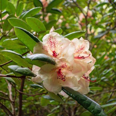 Rhododendron viscidifolium Viscy (Diandi), Rododendron, 30-40 C5
