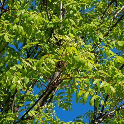 Sorbus aucuparia var. Edulis (Moravica), Sötrönn, 80-100 C4