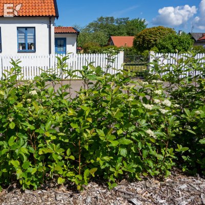 Sorbus mougeotii fk Bälinge E
