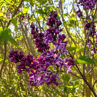 Syringa vulgaris Sensation, Ädelsyrén