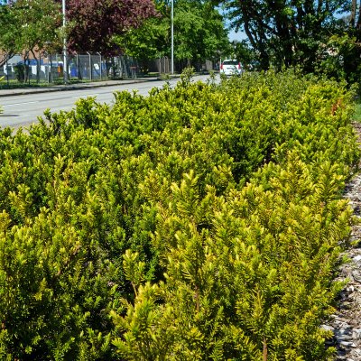 Taxus x media Hillii, Hybrididegran