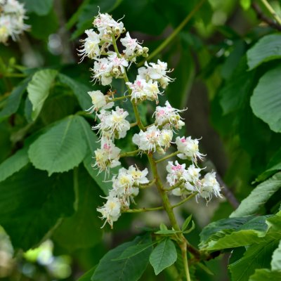 Aesculus hippocastanum, Hästkastanj