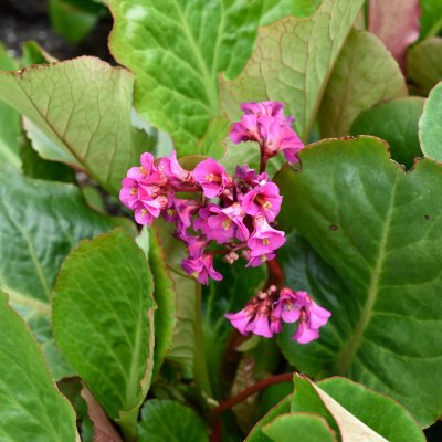 Bergenia hybr. Rotblum, Trädgårdsbergenia, P9cm