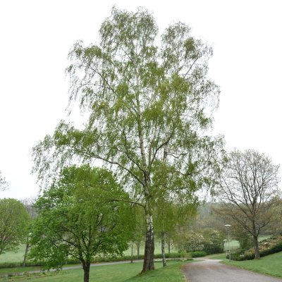 Betula pendula Fk Savolaksie