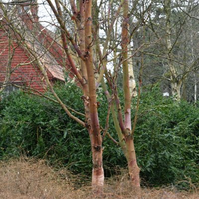 Betula albosinensis, Kopparbjörk